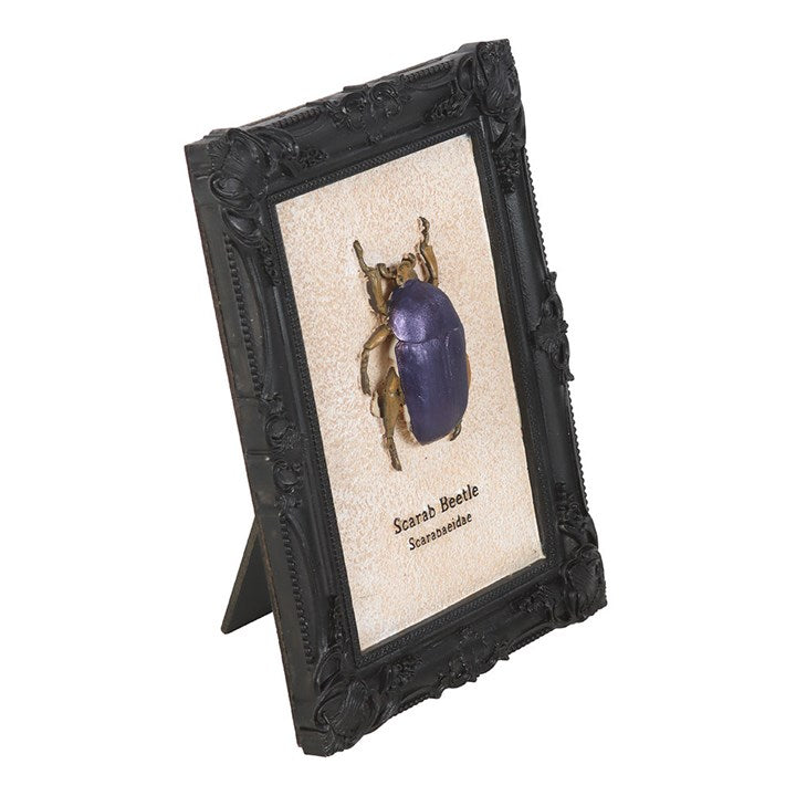 Scarab Beetle Framed Wall Art Print